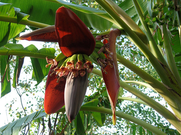 Image result for Incredible benefits of eating Banana Flower