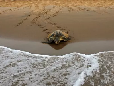 Olive Ridley Turtle in Odisha