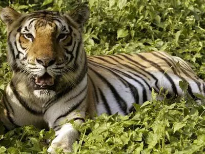 Man-Eater Tiger Sentenced To 'Jail', To Spent Rest Of His Life In Zoo