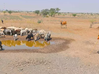 There's Only 2% Water Left In The Dams Supplying Drought Struck Marathwada