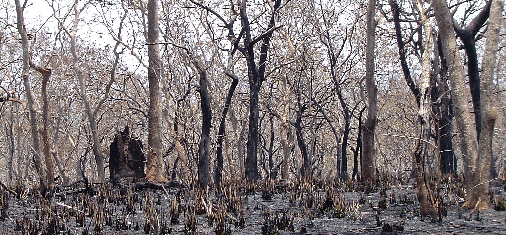 Forest after Fire. Days after лес. Burned Forest.