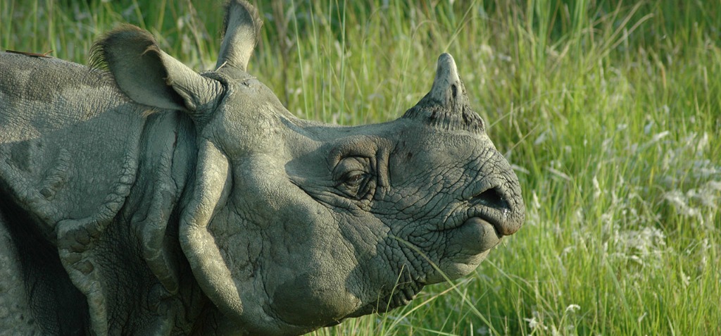 Nepal Completes Two Years Without A Single Poaching Incident - Here's ...