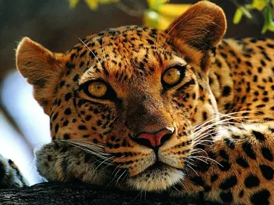 Leopards of Gurugram