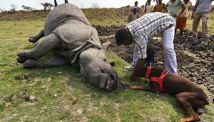 rhino poaching in assam essay