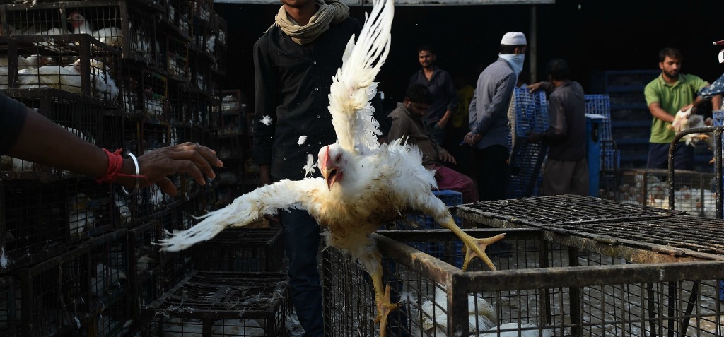 2016 Was Clearly The Bloodiest Year For Birds In India ...