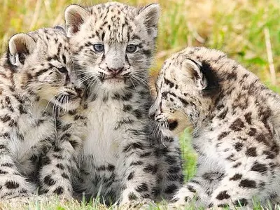Mumbai leopards