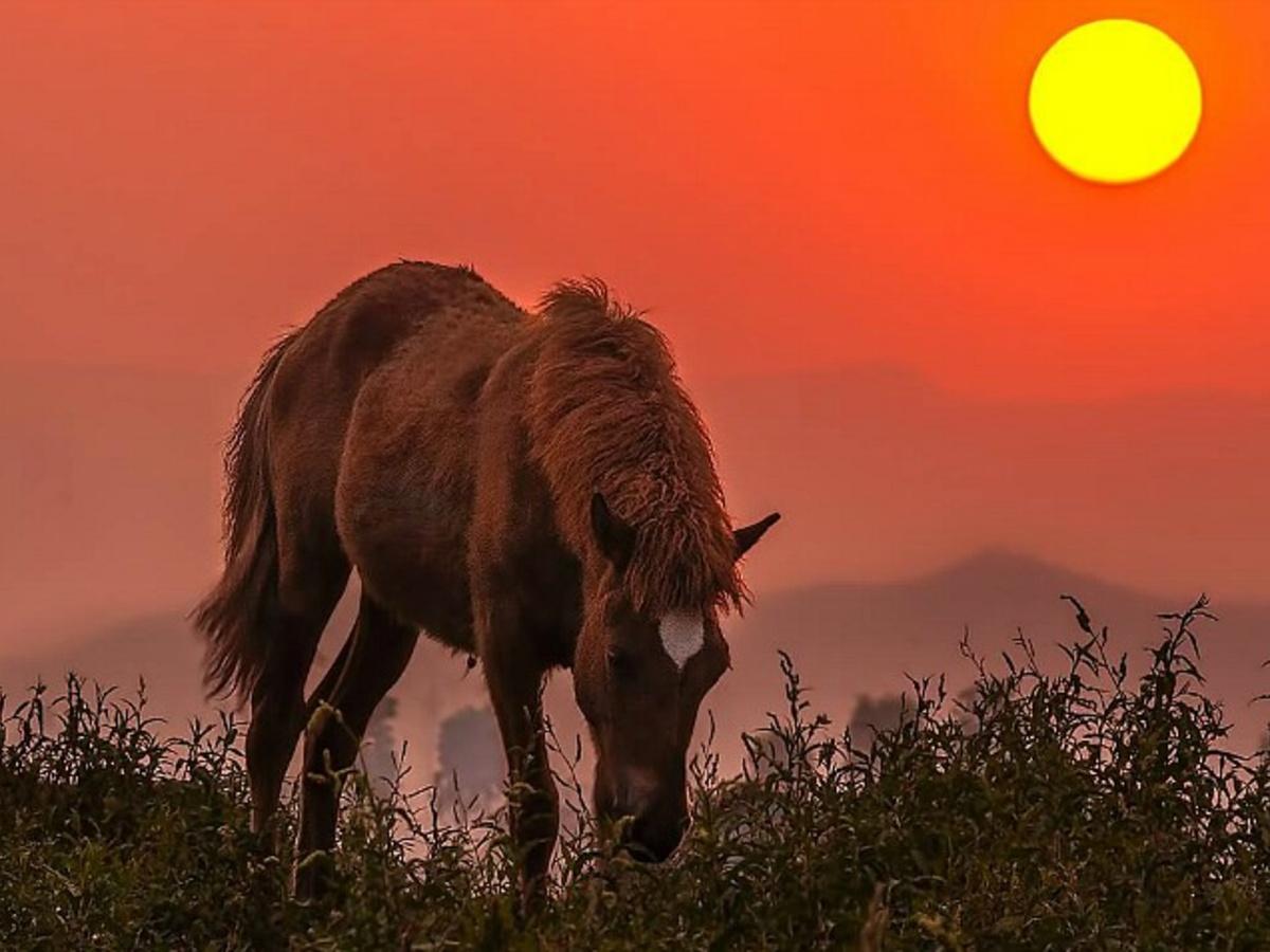Manipur Has Just Cleared A Policy To Save The Endangered Indigenous Pony!