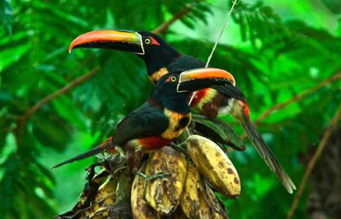 Welcome To The Village Of Borbhuin Chetia In Assam - Where Hornbills ...