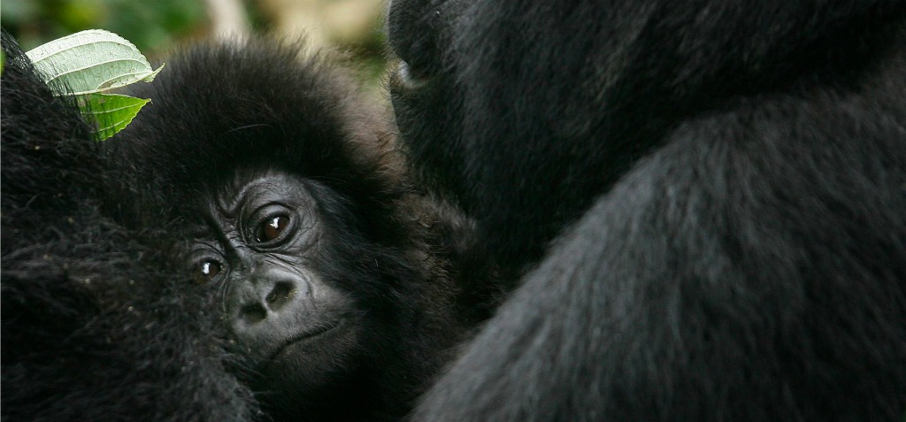 Biggest silverback gorilla - studiosgerty