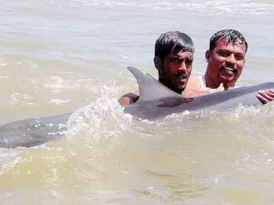 Dolphin save