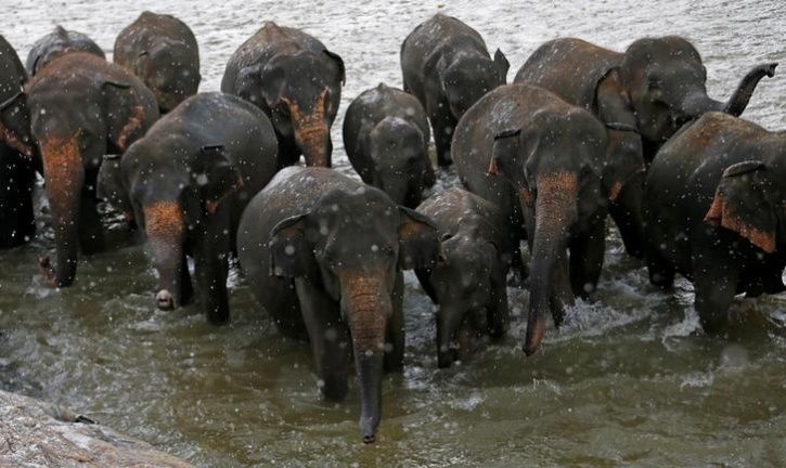 As Wild Elephant Numbers Dwindle Elsewhere, Karnataka Wants Family