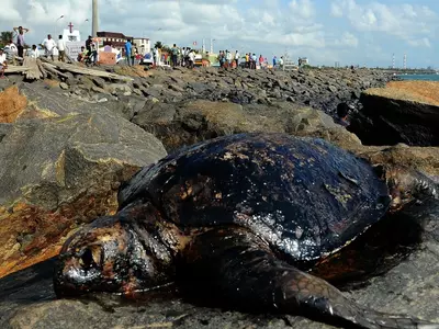 Chennai Oil Spill