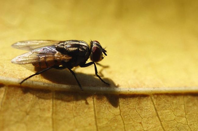 flies