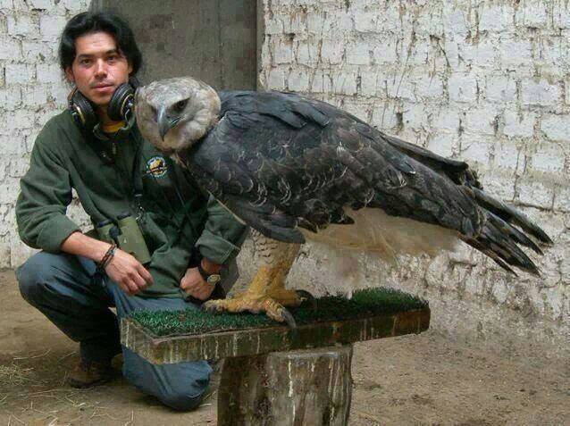 Golden Eagles Loudoun Wildlife Conservancy