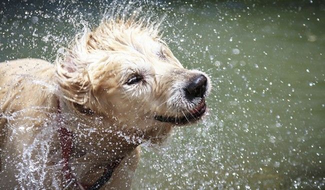 dog