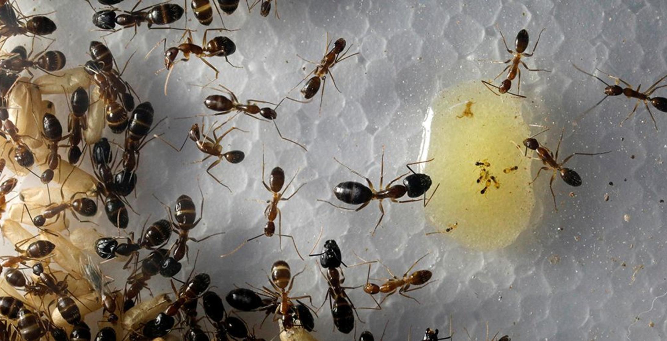 This Group Of Enthusiasts In Singapore Spends The Night Looking For Ants