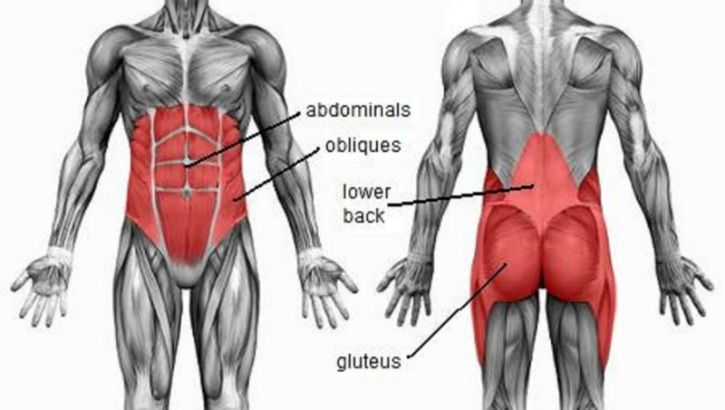 Butt Muscle Chart