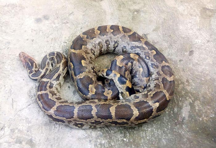 No Crazy Rope Trick, These Are Superwomen Who Rescue Snakes Lost In ...