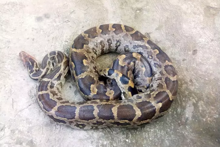 No Crazy Rope Trick, These Are Superwomen Who Rescue Snakes Lost In ...