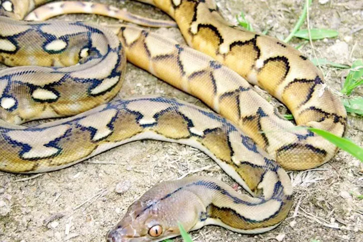 No Crazy Rope Trick, These Are Superwomen Who Rescue Snakes Lost In ...