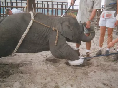 elephants abused