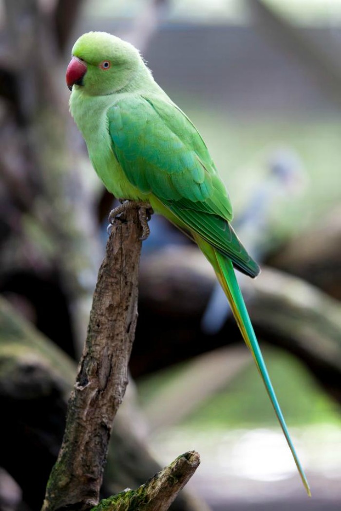 parrots-in-madhya-pradesh-are-so-addicted-to-opium-they-re-stealing-it