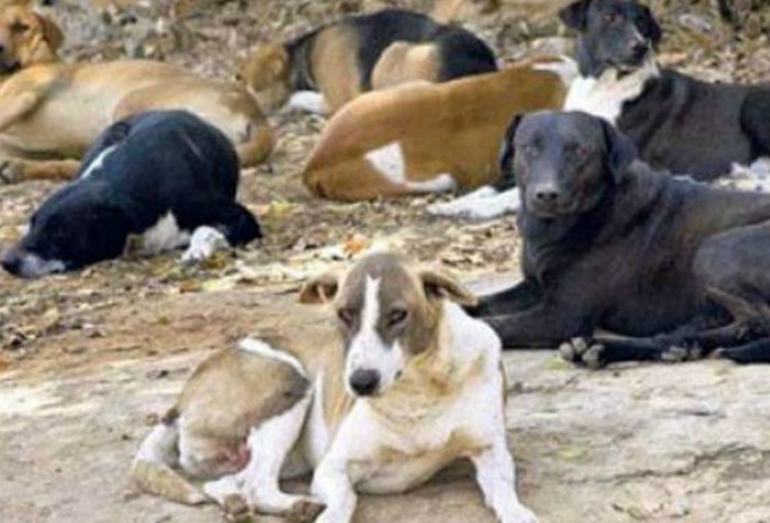 Pack Of Stray Dogs Stopped A Delhi Man From Dumping His Murdered Wife’s ...