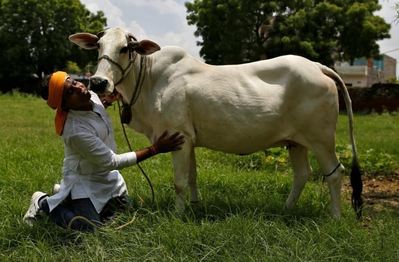 Literacy gentagelse Lull A Brief History Of India's War On Cow Slaughter And How People Have Reacted  To It