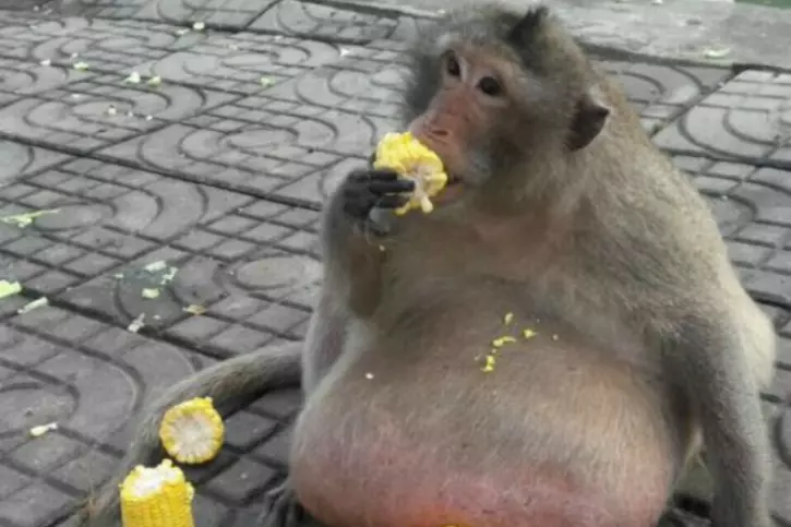 Obese Monkey Nicknamed 'Uncle Fatty', Who Gorged On Tourists' Food Sent ...