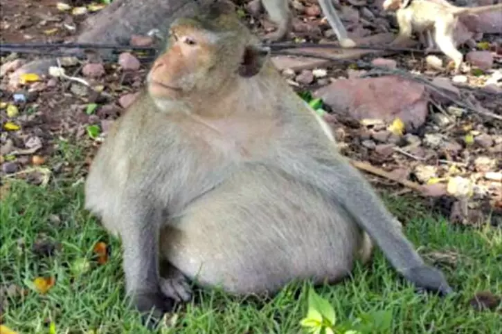 Obese Monkey Nicknamed Uncle Fatty Who Gorged On Tourists Food Sent obese-monkey-nicknamed-uncle-fatty-who-gorged-on-tourists-food-sent
