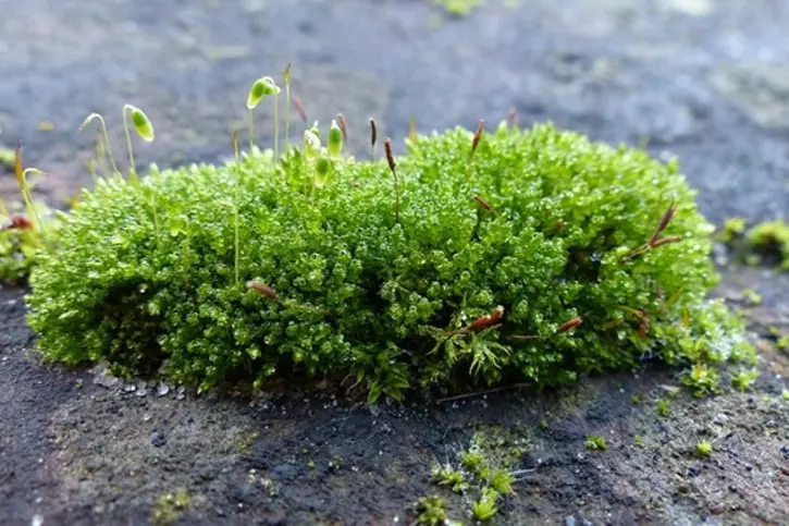 toxic moss toxic moss