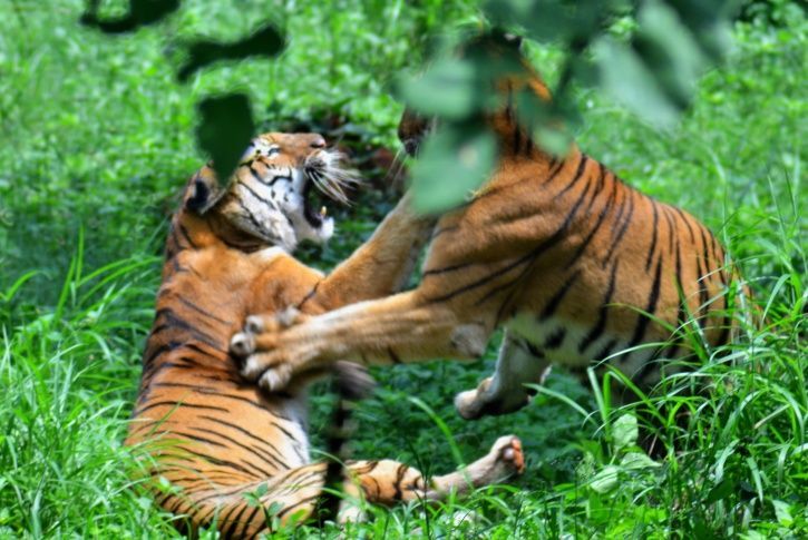 India's Tiger Population Has Increased By 1300% Since It Was Declared ...