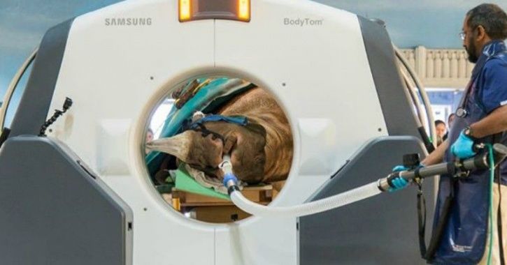 This Zoo Sets New Standard In Animal Care, Performs CT Scan On A Rhino