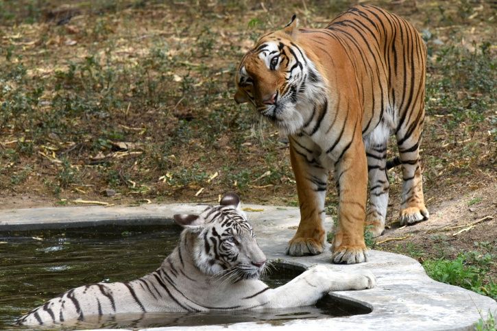 Two Rare Tiger Cubs Born To 'Mixed Parents' In Delhi Zoo Die Within 10