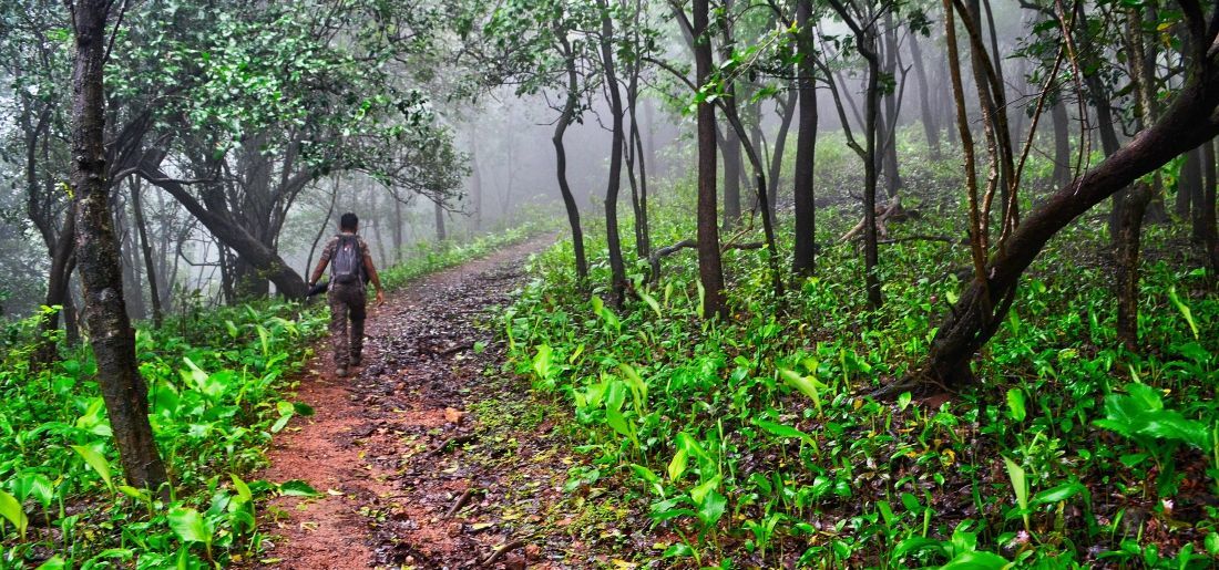 india-makes-marginal-growth-in-forest-cover-area-among-the-top-nations