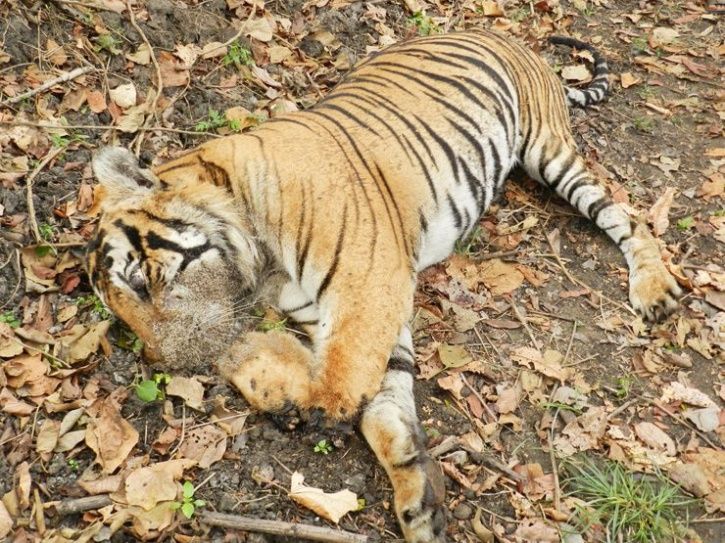 33 Tigers Have Been Killed In Last One Year In MP, Is The Govt Listening?