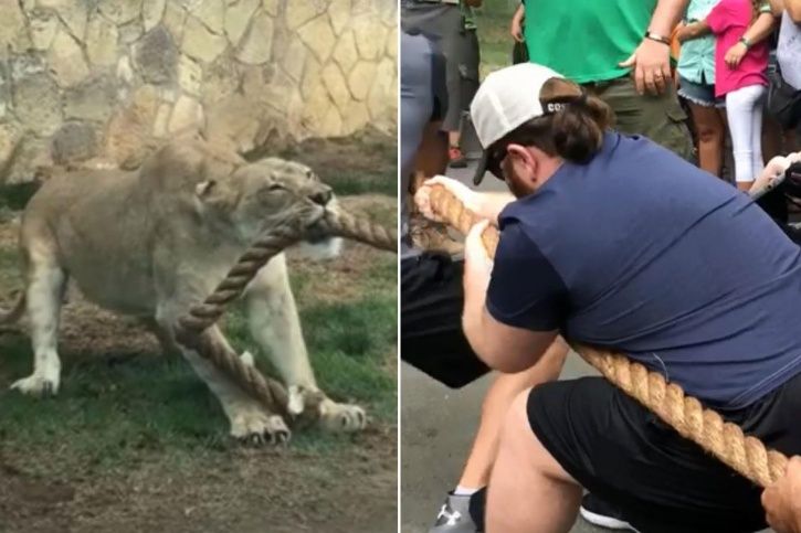 3 wwe wrestlers vs a lion cub