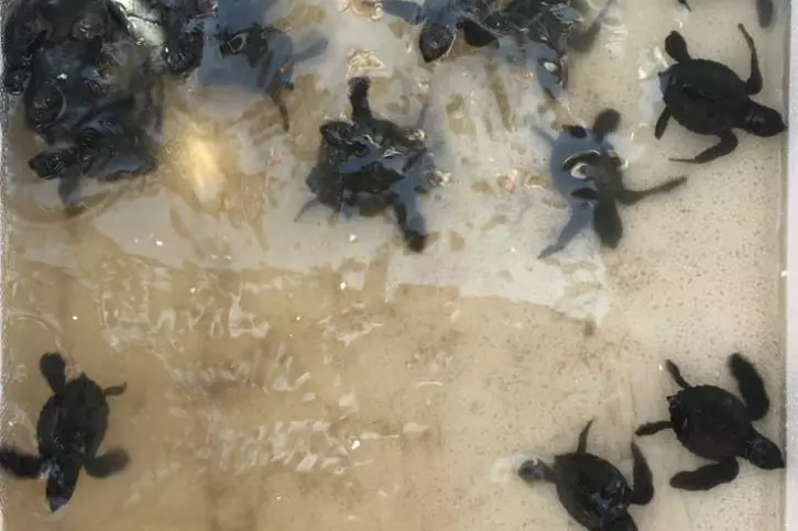 In A Miracle Comeback, Olive Ridley Turtles Return To Mumbai's Versova ...