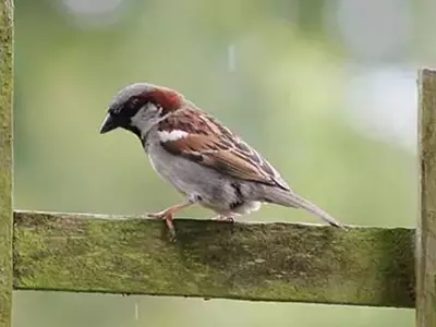 sparrow dead