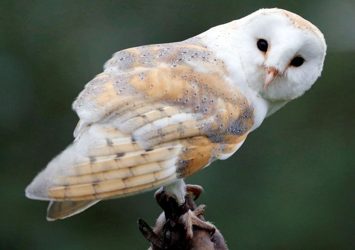 40 Year Old Father Of Three Sacrifices Owl In Voodoo Ritual To