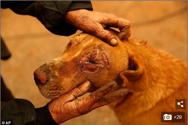 Images Of The Pets That Were Caught Up In California Fire