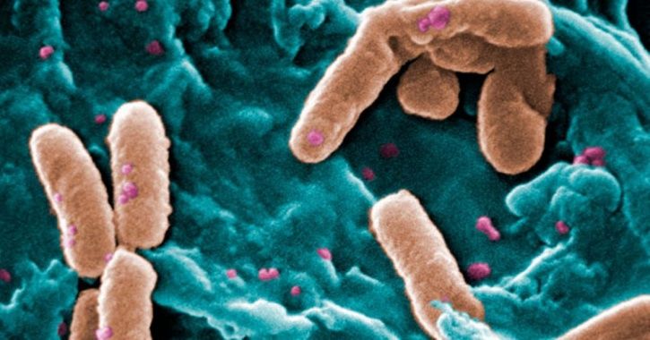 Seu chuveiro está espalhando bactérias causadoras de doenças em todo o corpo