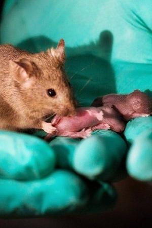 Image result for Scientists make same-sex mice give birth with no dad