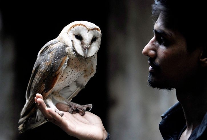 India Is Losing Endangered Species Of Owl Ambulance Staff Help