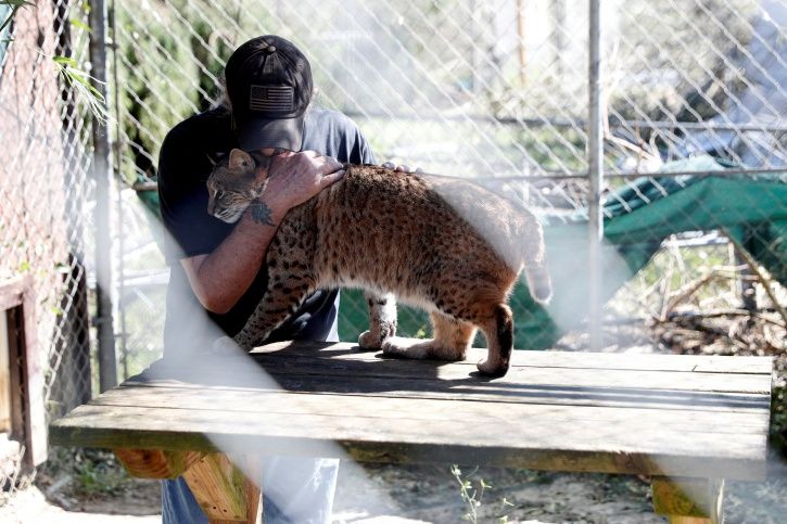 Wild Cats Caught In Path Of Hurricane Michael That Has Eroded