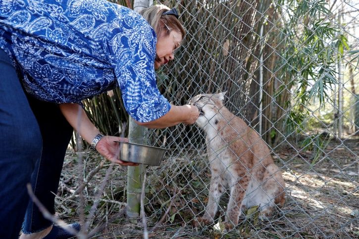 Wild Cats Caught In Path Of Hurricane Michael That Has Eroded