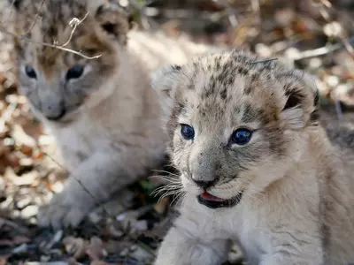 South Africa, lion cubs, artificially conceived, endangered species, University of Pretoria