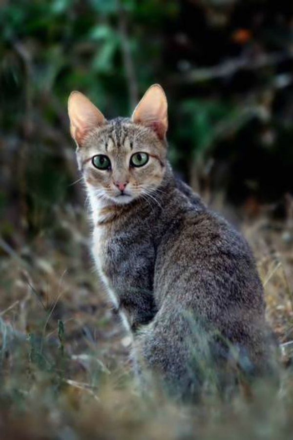 Cat Holocaust Australia Is Set To Kill Millions Of Feral Stray