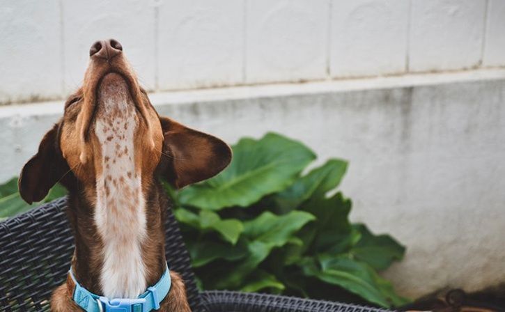 Breakthrough Study Reveals Biological >> Cancer Research Study Reveals Dogs May Accurately Sniff Out Cancer Breakthrough Study Reveals Biological >> Cancer Research Study Reveals Dogs May Accurately Sniff Out Cancer
