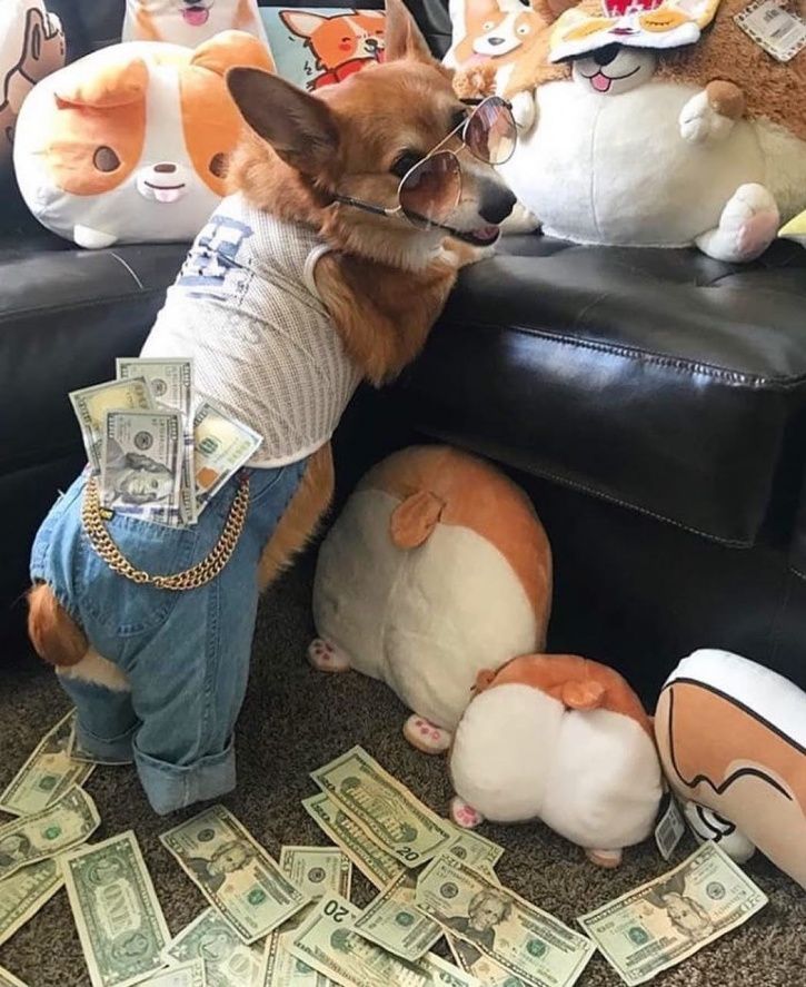 rich dogs of Instagram:Oddly Obsessed: These Rich Dogs Of Instagram Are ...